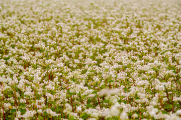 An endless field planted with white fragrant melliferous flowers.