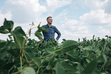 Farmer, agronomist in the soybean field. Controlling the growth of agricultural crops. Green soy...