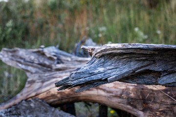 stump in the forest