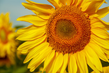 Large yellow bright sunflower against the blue sky close-up.