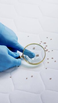 Bed Bug Infestation And Treatment Service