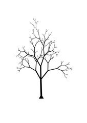 laubbaum ohne blätter als silouhette
