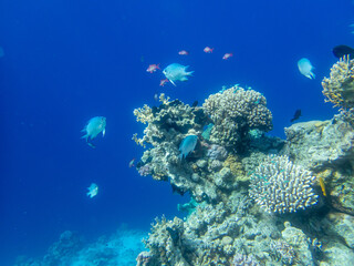Fototapeta premium Abudefduf vaigiensis in the Red Sea coral reef