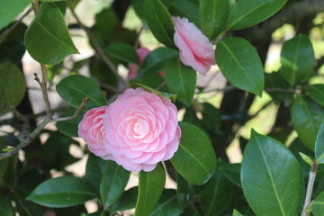 Pink Rose in Garten