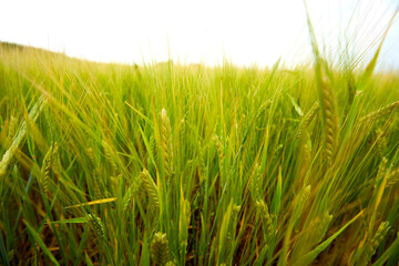 green wheat field on the farm field