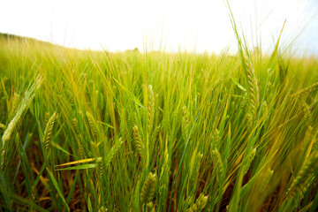 green wheat field on the farm field