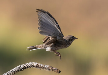 Vesper Sparrow