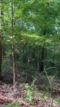 Lost in the Tranquil Wilderness: A Journey Through Enchanted Forest Paths