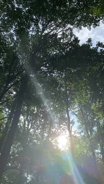 Lost in the Tranquil Wilderness: A Journey Through Enchanted Forest Paths