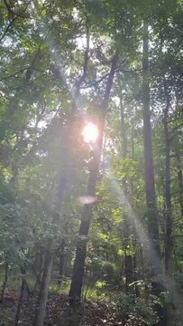 Lost in the Tranquil Wilderness: A Journey Through Enchanted Forest Paths
