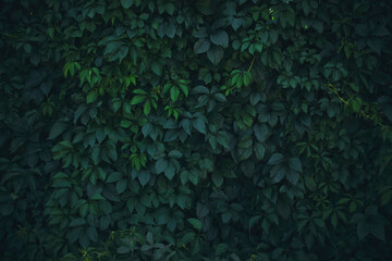 Natural background, dense green foliage.Green wall and hedge.