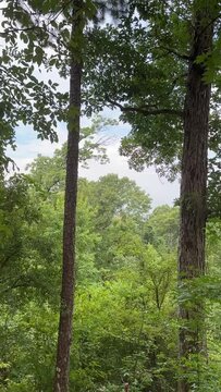 Lost in the Tranquil Wilderness: A Journey Through Enchanted Forest Paths