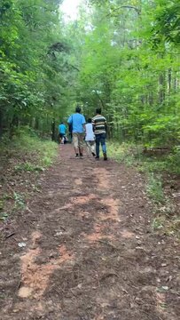Lost in the Tranquil Wilderness: A Journey Through Enchanted Forest Paths