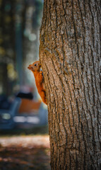 beautiful squirrel on the tree