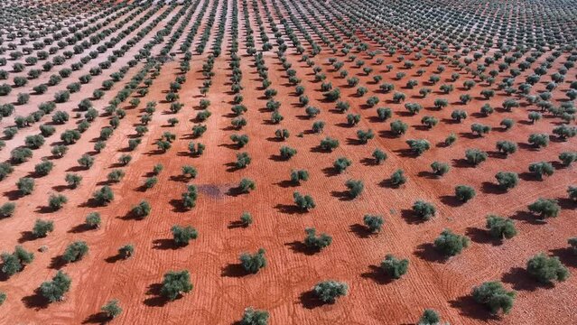 Fields of Olive trees (Olea europaea) in the surroundings of the town of Mora. Aerial view from a drone. Toledo. Castilla la Mancha. Spain. Europe