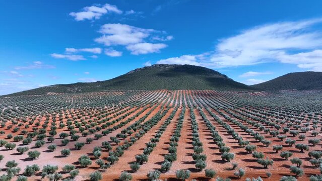 Fields of Olive trees (Olea europaea) in the surroundings of the town of Mora. Aerial view from a drone. Toledo. Castilla la Mancha. Spain. Europe