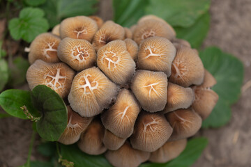 beauty in nature, a lot of mushrooms on the background of leaves