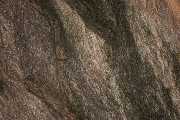 old tree trunk close-up, poplar