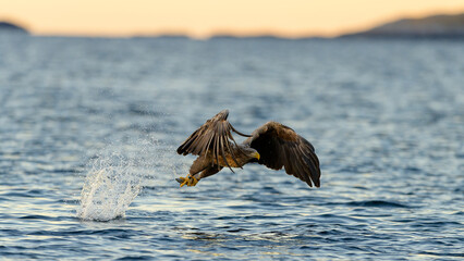 European white tailed eagle (Haliaeetus albicilla) catching fish