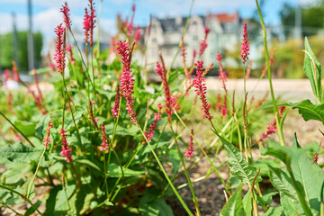 Flowering perennial plant peacharia in a flower bed close-up, decorative landscaping