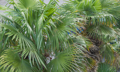 Palm tree with green leaves. Tropical background. Close up