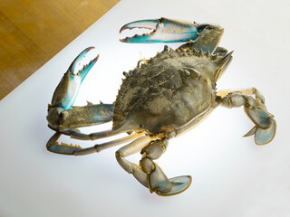 blue crab on white background, granchio blu on the table