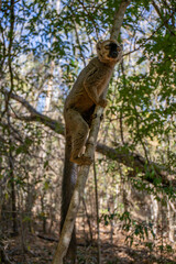 Red fronted brown lemur