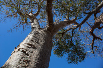 Fototapeta premium Baobab in Madagascar