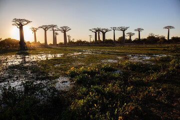 Baobab avenue, Morondava, Madagascar