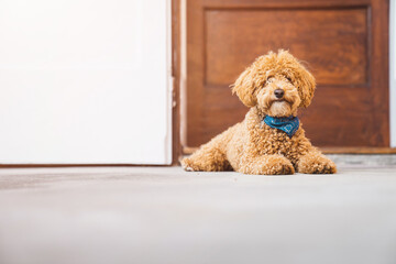 Poodle with blue bandana collar around the neck lying in front of the door waiting for the owner and keeping home safe. Toy poodle looking at camera.
