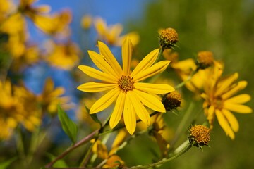 yellow flower