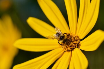 A yellow flower and a bee on it