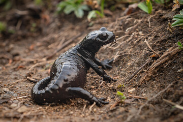 Alpensalamander auf dem Weg zum Älplisee, Arosa