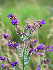 Anchusa blooms in nature