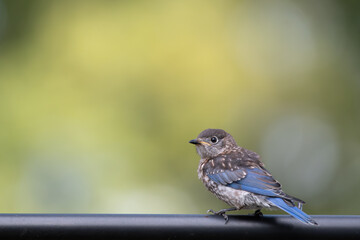 A young bird with blue feathers against a yellowish green background.