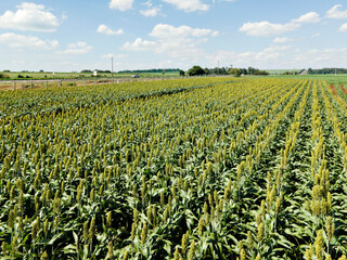 Plantação de sorgo verde