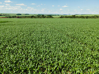 Fototapeta na wymiar Plantação de milho com azul