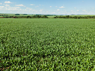 Fototapeta na wymiar plantação de milho com céu azul - milharal 