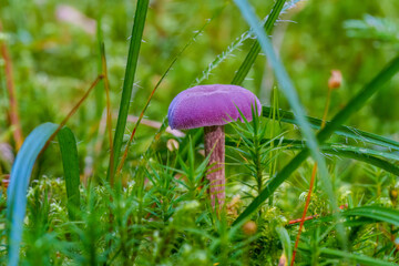 Purple violet mushroom Amethyst deceiver, Laccaria amethystina