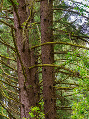 Obraz premium Pair of redwood trunks with entwined limbs, Eureka California