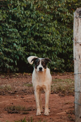 dog profile looking at camera in countryside