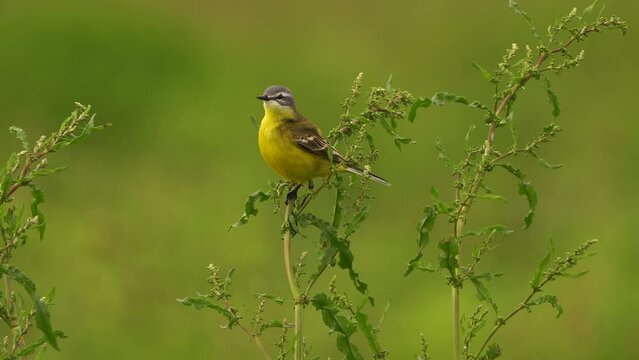 A male western yellow wagtail (Motacilla flava) looking around from the top of a plant