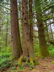 Fototapeta premium Redwood trunks, Eureka California