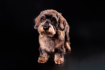 A dachshund dog looks into the camera, isolated on a black background in the studio