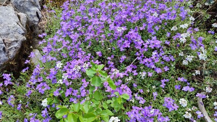 Naklejka premium Aubrieta olympica