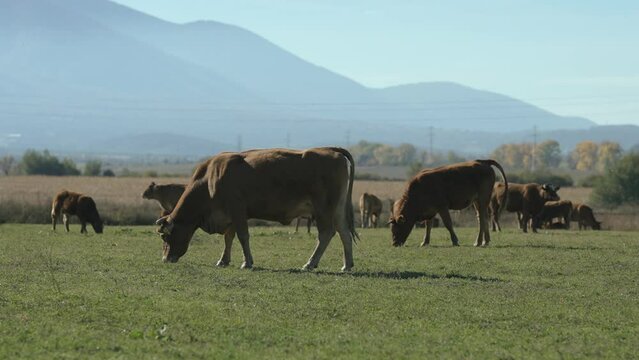 Beefmaster cattle herd grazing in a green meadow field, selective focus cinematic shot, slow motion