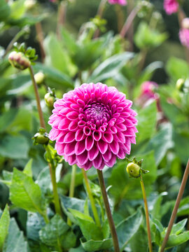 dahlia 3