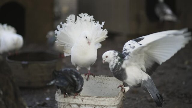 Exotic Indian fantail pigeon in captive aviary