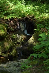 Fototapeten Stream in wild forest. Green background with small waterfall. © Anna