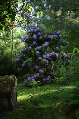 Gardinen Garden view with blooming azalea shrub, rhododendrone in flowers. © Anna